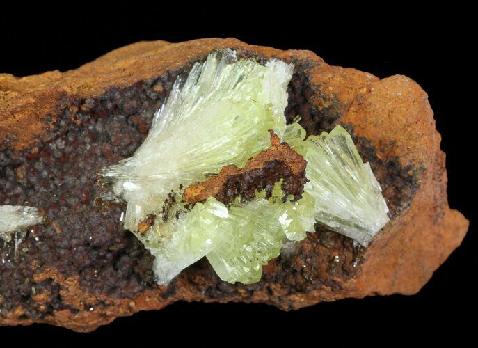 Gemmy, Yellow-Green Adamite Crystals - Durango, Mexico #65293